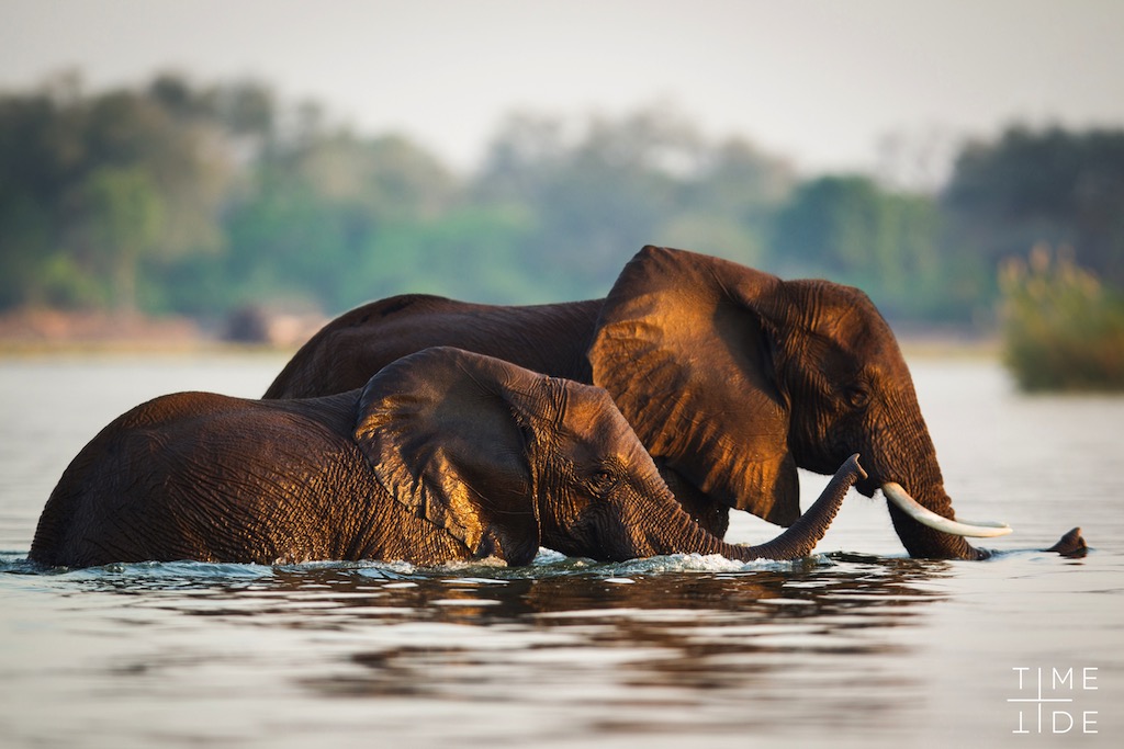 Lower Zambezi River